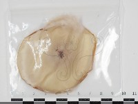 登錄號:F0034652藏品圖，第1張