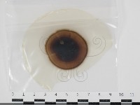 登錄號:F0034655藏品圖，第1張