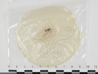 登錄號:F0034659藏品圖，第1張