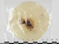 登錄號:F0034660藏品圖，第1張