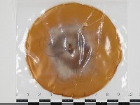 登錄號:F0034661藏品圖，第1張