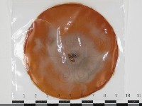 登錄號:F0034662藏品圖，第1張