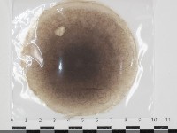 登錄號:F0034664藏品圖，第1張