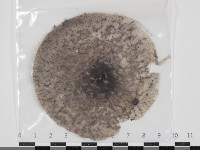 登錄號:F0034666藏品圖，第1張