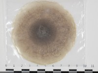 登錄號:F0034667藏品圖，第1張