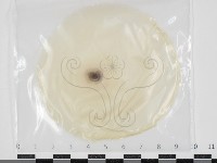 登錄號:F0034670藏品圖，第1張