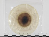 登錄號:F0034673藏品圖，第1張