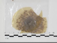 登錄號:F0034674藏品圖，第1張