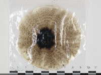 登錄號:F0034675藏品圖，第1張