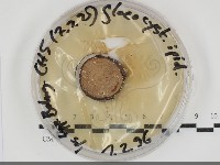 登錄號:F0034676藏品圖，第1張