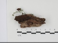 登錄號:F0034680藏品圖，第1張