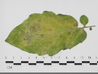 登錄號:F0034683藏品圖，第1張