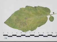 登錄號:F0034683藏品圖，第3張