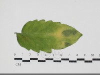 登錄號:F0034684藏品圖，第1張