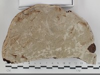 登錄號:F0034691藏品圖，第3張