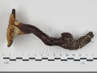 登錄號:F0034693藏品圖，第1張