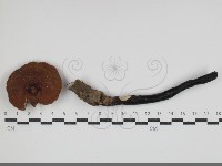 登錄號:F0034694藏品圖，第1張