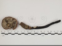 登錄號:F0034694藏品圖，第3張