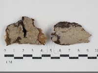 刺皮菌屬藏品圖，第1張