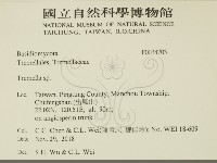 銀耳屬藏品圖，第2張