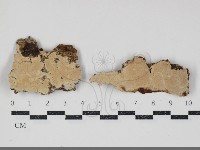 登錄號:F0034713藏品圖，第1張