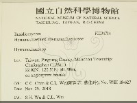 刺革菌屬藏品圖，第2張