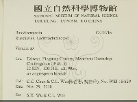 叉絲革菌屬藏品圖，第2張