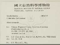 盤革菌屬藏品圖，第2張