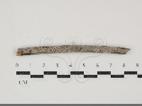 盤革菌屬藏品圖，第1張