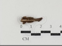 登錄號:F0034721藏品圖，第3張