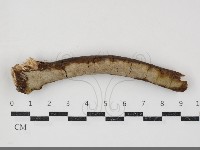 刺革菌屬藏品圖，第1張