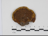 登錄號:F0034726藏品圖，第3張