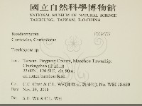 粗糙孢菌屬藏品圖，第2張