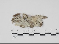 粗糙孢菌屬藏品圖，第1張