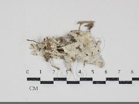 粗糙孢菌屬藏品圖，第1張