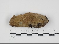 刺革菌屬藏品圖，第1張