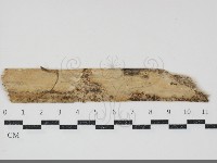 顯絲菌屬藏品圖，第1張