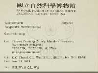 齒耳菌屬藏品圖，第2張