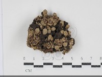 登錄號:F0034746藏品圖，第1張