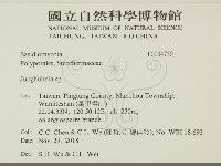 容氏菌屬藏品圖，第2張