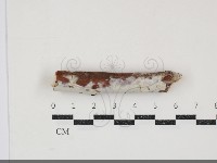 絲皮菌屬藏品圖，第1張