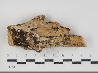 容氏菌屬藏品圖，第1張