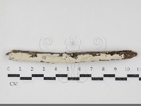 登錄號:F0034761藏品圖，第1張