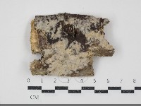 顯絲菌屬藏品圖，第1張