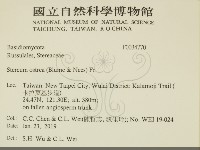 蠔韌革菌藏品圖，第2張