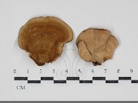 蠔韌革菌藏品圖，第1張