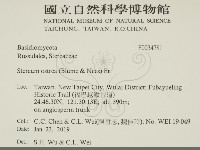 蠔韌革菌藏品圖，第2張