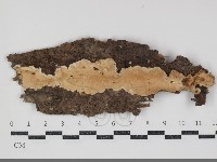 齒耳菌屬藏品圖，第1張