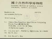 刺皮菌屬藏品圖，第2張