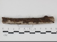 刺皮菌屬藏品圖，第1張